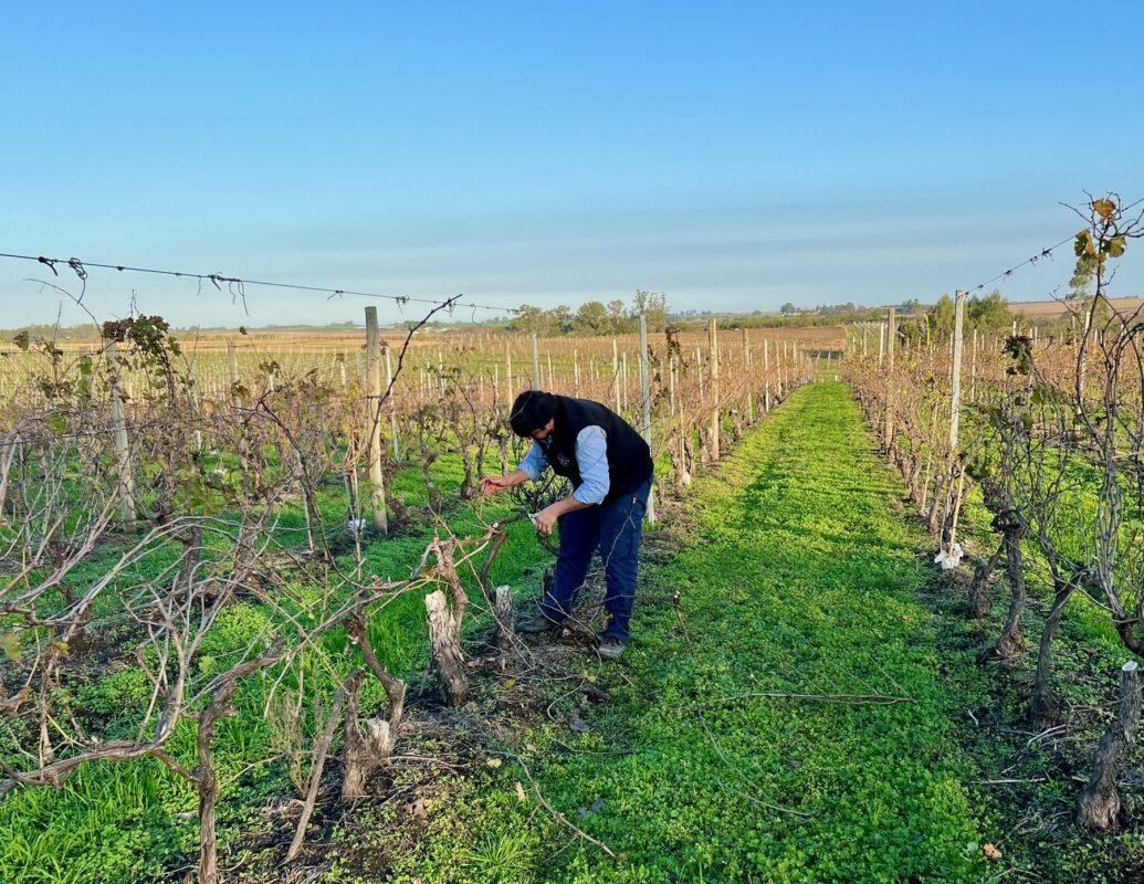 Trabajador realizando la poda de invierno entre las hileras del viñedo de Los Cerros de San Juan