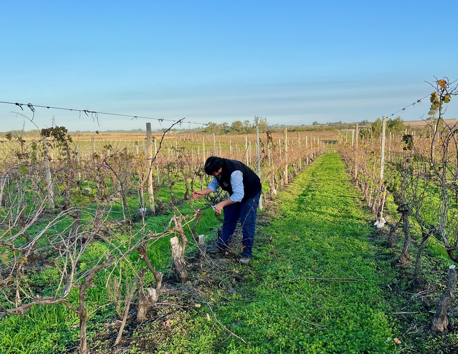 Trabajador realizando la poda de invierno entre las hileras del viñedo de Los Cerros de San Juan