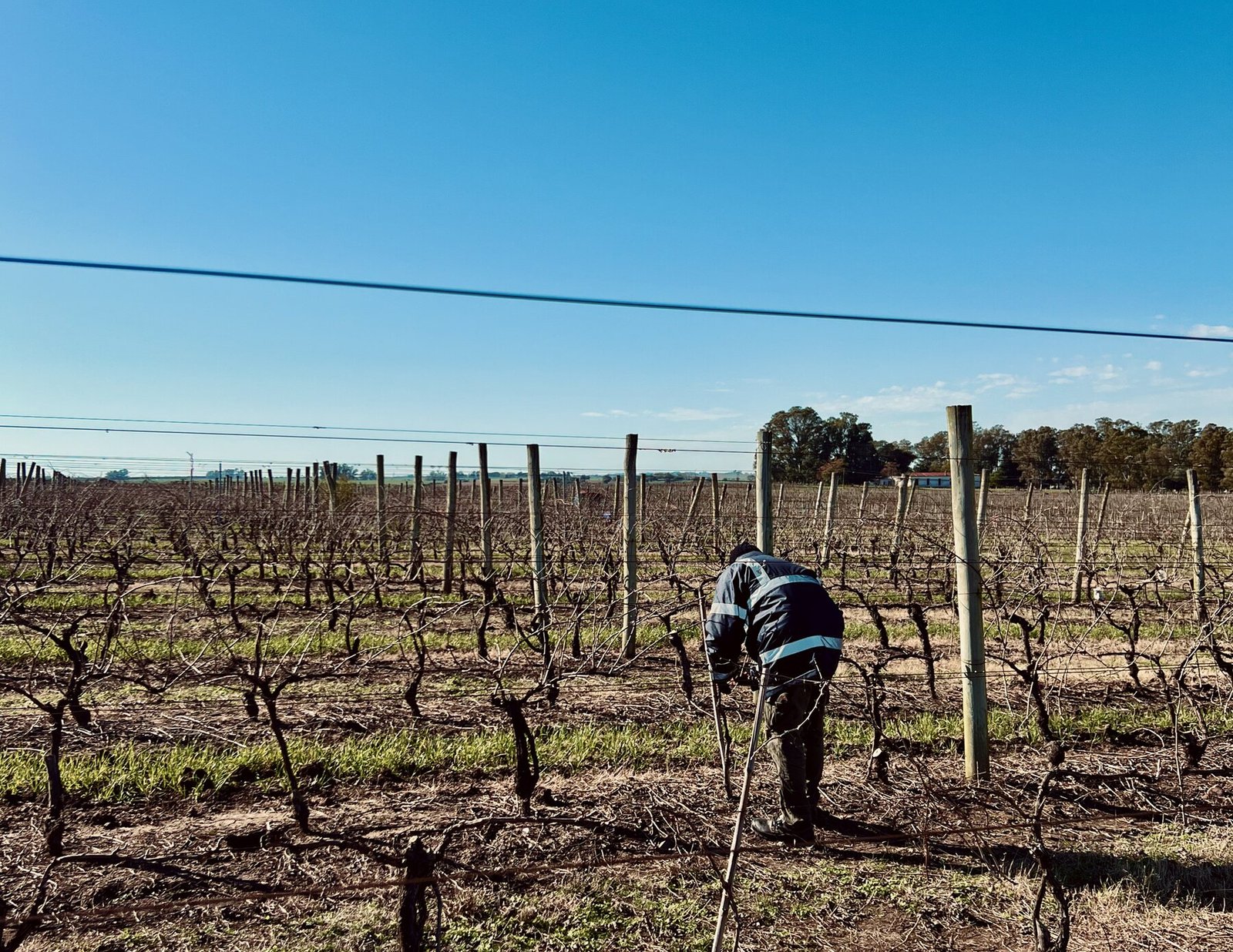 Trabajo de poda en el viñedo de Los Cerros de San Juan durante el reposo vegetativo