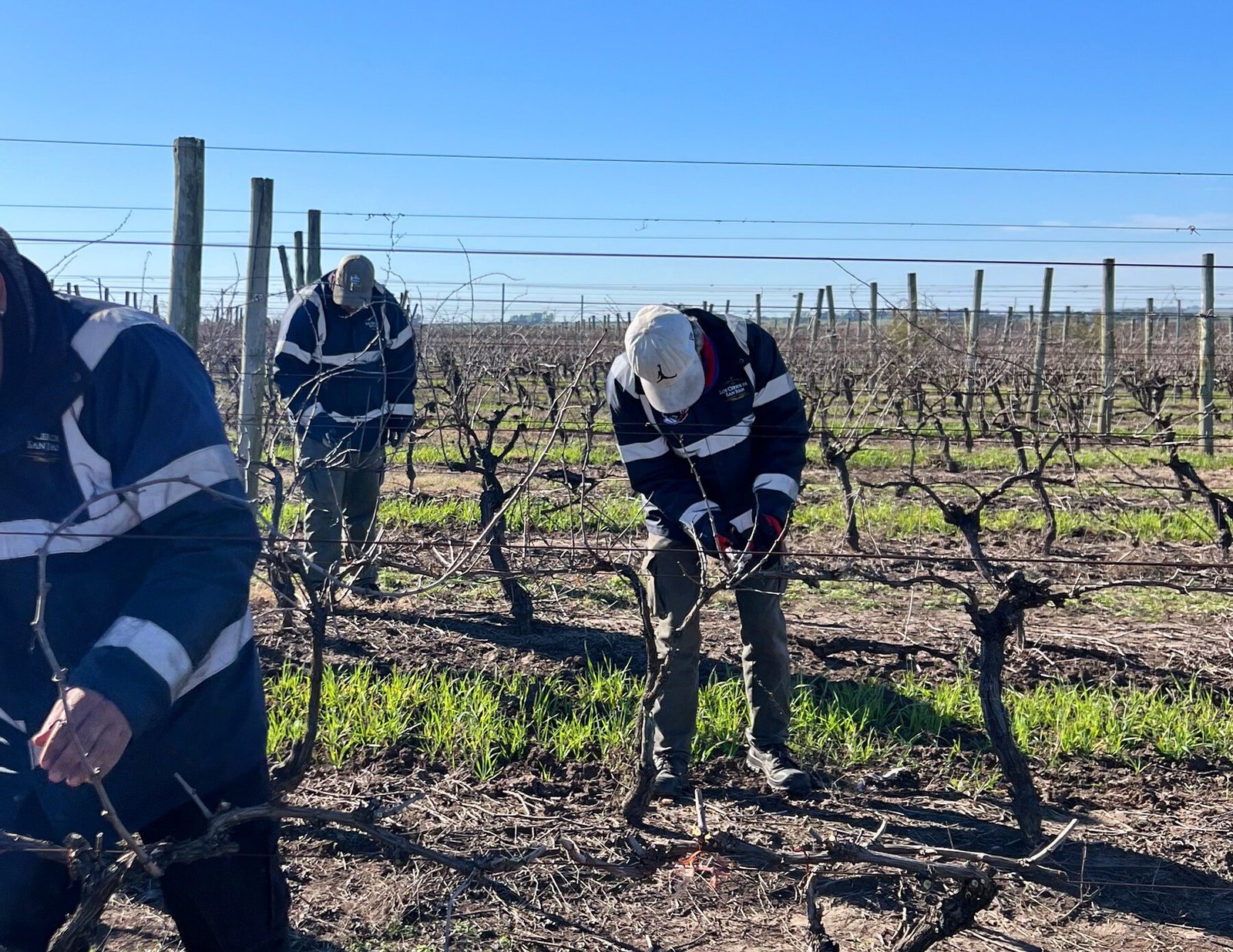 Equipo de Los Cerros de San Juan realizando la poda de invierno de las vides